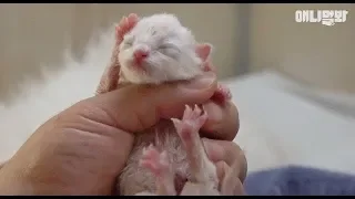 뒤 바뀐 아기 고양이의 운명 ㅣ What This Tiny Kitten's Mom Had To Go Through Is...