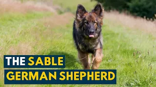 Sable German Shepherd: 7 Interesting Facts About the True Shepherd Dog!
