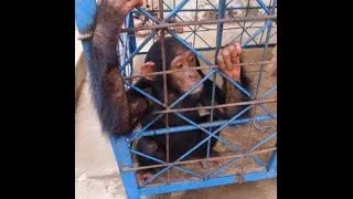 Central African Republic, Bangui - Crazy  monkey !!!