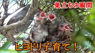 Child-rearing of bulbuls ♪ Hina swallowing semi-geckos! And fledging ☆ 彡