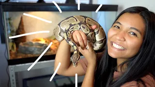 I ADOPTED A BALL PYTHON!! | ball python enclosure setup and meet Jack :)