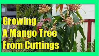 How To Grow Mango Tree From Cuttings:  Mango Propagation