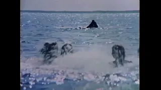 Jaws Re-Release TV Spot #4 (1979)