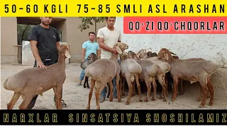 50-60 KGLI ASL ARASHANLAR NARXLAR SINSATSIYA