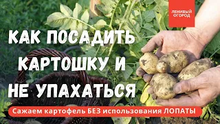 Посадка картошки без перекапывания участка| Сажаем картофель весной и наслаждаемся молодой картошкой