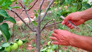 كل ما يجب فعله تجاه شجرة التفاح 😍Apple tree treatment