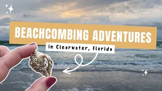FLORIDA BEACHCOMBING | Finding cool shells & more in Clearwater, Florida!