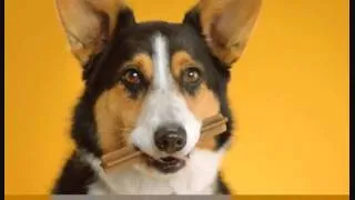 Doggy Dentures - PEDIGREE® DENTASTIX® Commercial