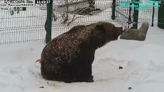 Мансур 🟤Медведю нужны зимние сапоги! Boots for the bear 😊🐾🥾