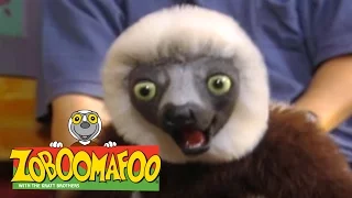 Zoboomafoo 206 - Fearfest (Full Episode)