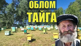 ПОБЕГ из ТЮРЬМЫ ДЕД ПЧЕЛОВОД ЗЕКИ и ПАСЕКА СЛУЧАЙ в ЛЕСУ ЛЕСНАЯ ИЗБА СУДЬБА ПРОМЫСЕЛ ЖИЗНЬ в ТАЙГЕ