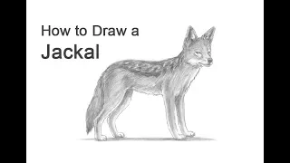 How to Draw a Jackal