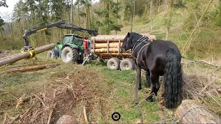 Horse move timber to tractor forwarder