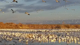 Snow geese at Bosque del Apache National Wildlife Refuge, New Mexico