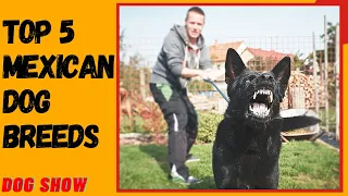 Top 5 Mexican Dog Breeds you can't believe | Dog show