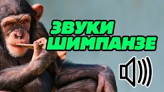 Звуки шимпанзе: как кричат обезьяны шимпанзе?