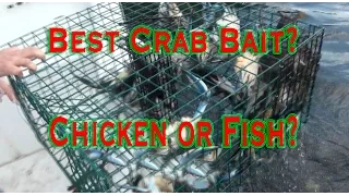Catching Blue Claw Crabs: Chicken or fish for bait?