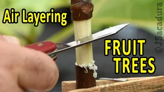 CLONE a FRUIT TREE the EASY WAY | Air Layering Fruit Trees