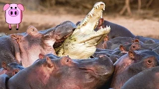 African Animals That Will Kill You - SlappedHamTV