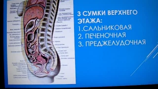 БРЮШИННАЯ ПОЛОСТЬ. БРЮШИНА. ЕЕ СТРОЕНИЕ. ВЕРХНИЙ ЭТАЖ БРЮШИННОЙ ПОЛОСТИ