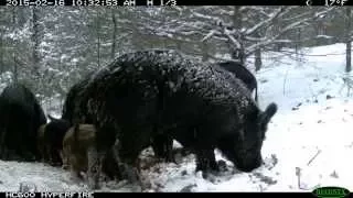 Hog Trapping with the Missouri Department of Conservation