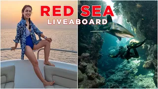 Diving with Sharks in the Red Sea | Our First Liveaboard in Egypt (Part 1)