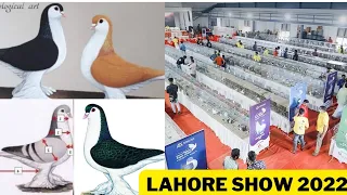 Lahore pigeons show NPA 2022#fancypigeonscare