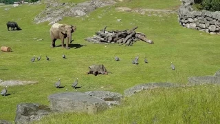 Baby elephant chasing birds