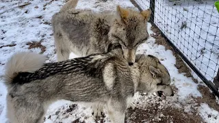 НОВАЯ ЖЕРТВА ДЛЯ ВОЛКОВ 😱 Волчицы встречают Акулу ‼️