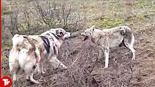 Top 15 Moments Wolves and Dogs Face Each Other