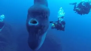 Ocean Sunfish - largest bony fish in the world