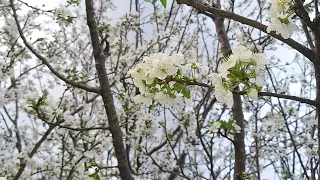 ‎@New things in nature  Prunus domestica,plum flowers,lulet e kumbullës(5)