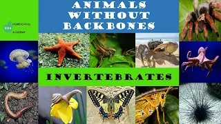 Invertebrates