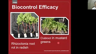 The Pursuit of Native Fungal Biocontrol Trichoderma spp. for Plant Health