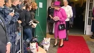 All the Queen's Corgis