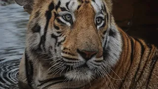 Shambhu Male Tiger | Moharli Buffer Tadoba Andhari Tiger Reserve. Chandrapur.