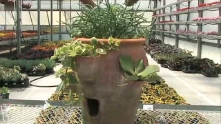 Strawberry Pots: Good for Succulents and Herbs