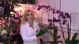 ОСОБЕННОСТИ СОДЕРЖАНИЯ и УХОДА ЗА ОЧЕНЬ популярной орхидеей! Пять ЦАРИЦ!/Болтается точка роста?
