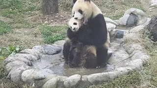 Панда пытается помыть своего малыша (Животные №14)
