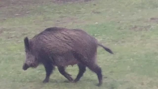 Dziki w Olsztynie. Demolka na siłowni.