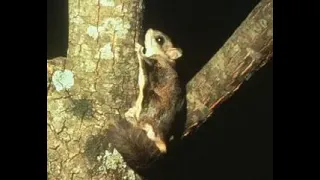 Northern flying squirrel sounds