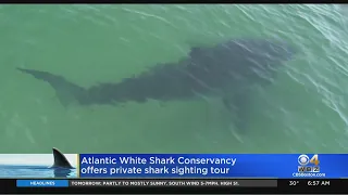 Atlantic White Shark Conservancy Offers Private Shark Sighting Tours Off Cape Cod