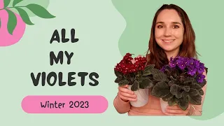 My African Violet Collection Winter 2023