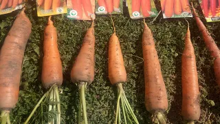 Лучший сорт моркови. Семь сортов на одной грядке.
