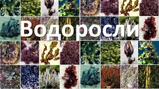 16. Водоросли (6 класс) - биология, подготовка к ЕГЭ и ОГЭ 2019