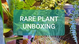 |RARE Plant Unboxing and Haul | From BensJungle