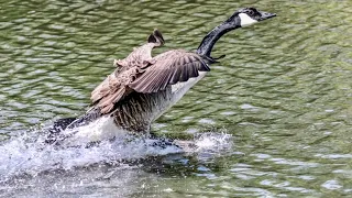 Wildlife from Boxers lake