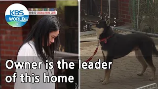 Owner is the leader of this home (Dogs are incredible) | KBS WORLD TV 210505