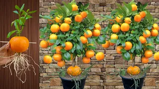 Unique Skill Grafting Oranges Trees Many Fruits, growing fast with Red onion and aloe vera