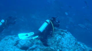 Isla del Coco Diving - Feb 2018